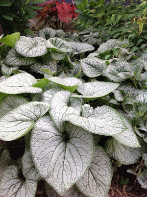 BRUNNERA SILVER HEART