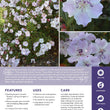 Load image into Gallery viewer, TIBOUCHINA FOXXY BABY [SZ:14CM POT]
