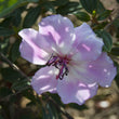 Load image into Gallery viewer, TIBOUCHINA FOXXY BABY [SZ:14CM POT]
