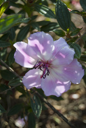 TIBOUCHINA FOXXY BABY [SZ:14CM POT]