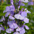 Load image into Gallery viewer, SALVIA SO COOL LILAC [SZ:14CM POT]
