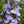 Load image into Gallery viewer, SALVIA SO COOL LILAC [SZ:14CM POT]
