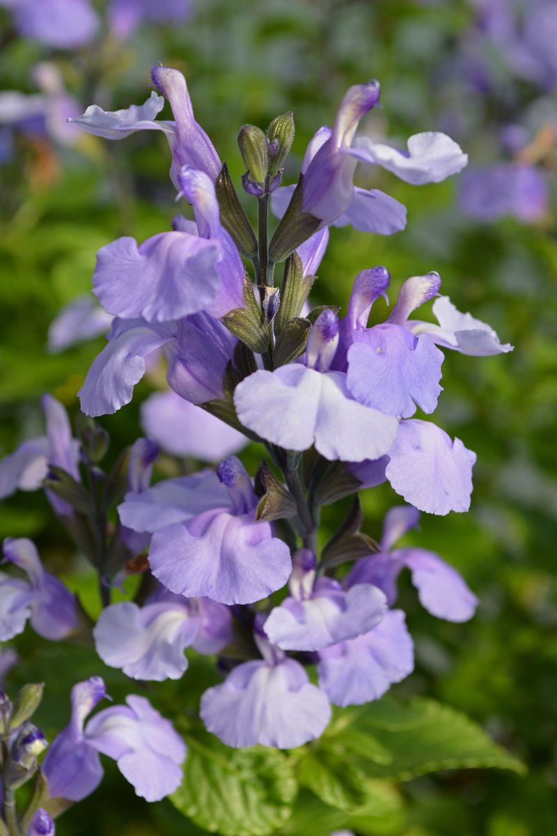 SALVIA SO COOL LILAC [SZ:14CM POT]