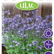 Load image into Gallery viewer, SALVIA SO COOL LILAC [SZ:14CM POT]
