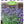 Load image into Gallery viewer, SALVIA SO COOL LILAC [SZ:14CM POT]
