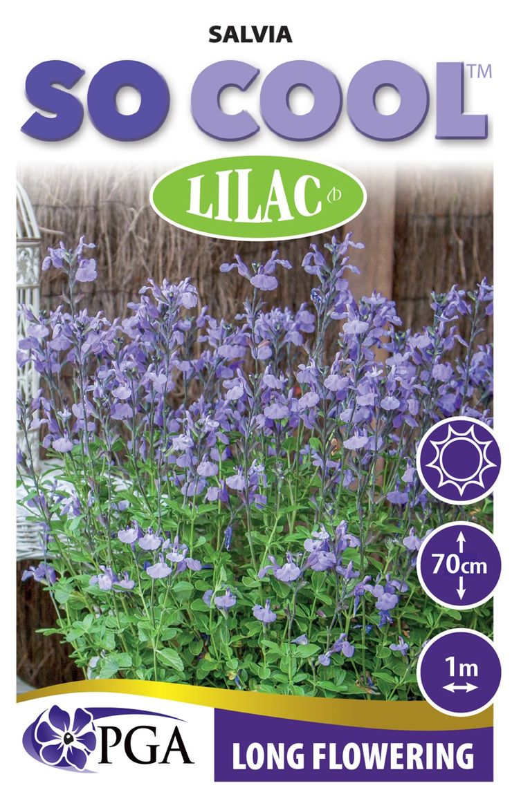 SALVIA SO COOL LILAC [SZ:14CM POT]