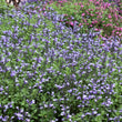 Load image into Gallery viewer, SALVIA SO COOL LILAC [SZ:14CM POT]
