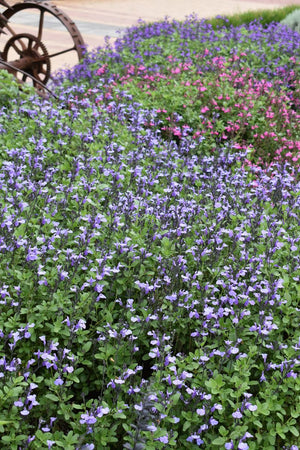 SALVIA SO COOL LILAC [SZ:14CM POT]