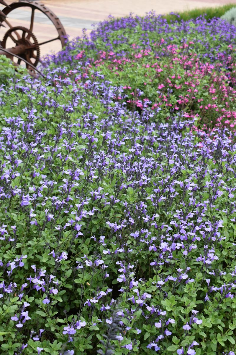 SALVIA SO COOL LILAC [SZ:14CM POT]