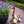 Load image into Gallery viewer, SALVIA SO COOL LILAC [SZ:14CM POT]
