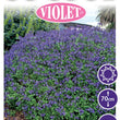 Load image into Gallery viewer, SALVIA SO COOL VIOLET [SZ:14CM POT]
