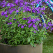 Load image into Gallery viewer, SALVIA SO COOL VIOLET [SZ:14CM POT]
