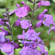 Load image into Gallery viewer, SALVIA SO COOL PURPLE [SZ:14CM POT]
