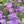 Load image into Gallery viewer, SALVIA SO COOL PURPLE [SZ:14CM POT]
