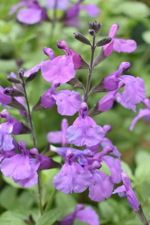 SALVIA SO COOL PURPLE [SZ:14CM POT]