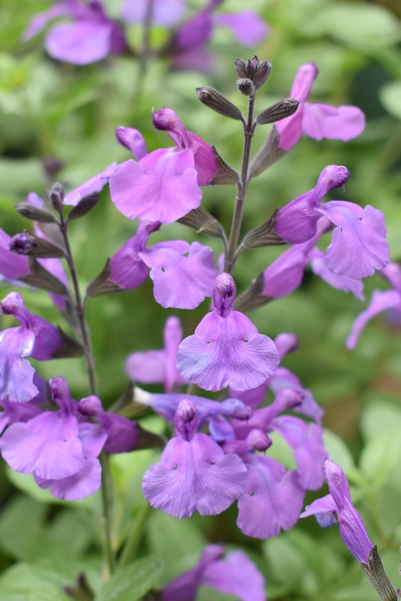 SALVIA SO COOL PURPLE [SZ:14CM POT]