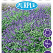 Load image into Gallery viewer, SALVIA SO COOL PURPLE [SZ:14CM POT]
