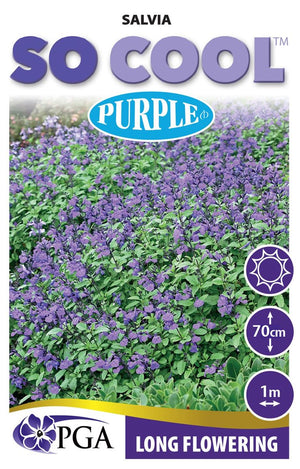 SALVIA SO COOL PURPLE [SZ:14CM POT]