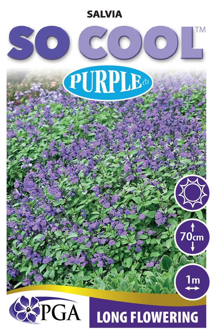 SALVIA SO COOL PURPLE [SZ:14CM POT]