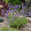 Load image into Gallery viewer, SALVIA SO COOL PURPLE [SZ:14CM POT]
