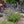 Load image into Gallery viewer, SALVIA SO COOL PURPLE [SZ:14CM POT]
