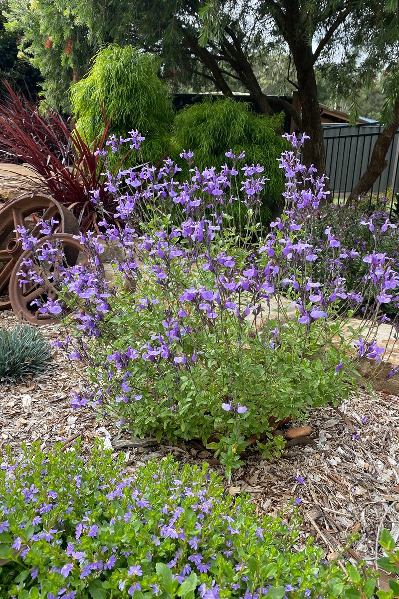 SALVIA SO COOL PURPLE [SZ:14CM POT]