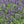 Load image into Gallery viewer, SALVIA SO COOL PURPLE [SZ:14CM POT]
