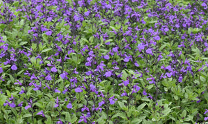 SALVIA SO COOL PURPLE [SZ:14CM POT]