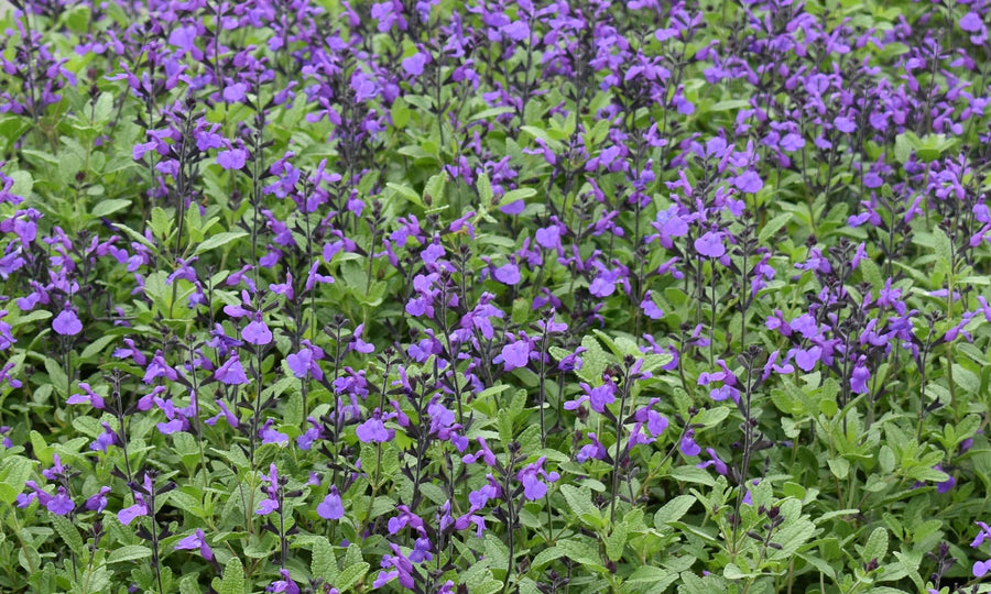 SALVIA SO COOL PURPLE [SZ:14CM POT]
