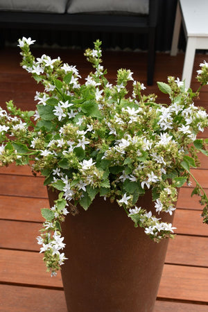 CAMPANULA EH FROST