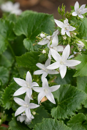 CAMPANULA EH FROST