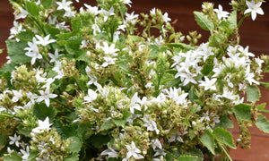 CAMPANULA EH FROST