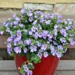 Load image into Gallery viewer, SUTERA BLUE FLOWERBURST [SZ:14CM POT]

