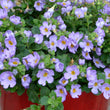 Load image into Gallery viewer, SUTERA BLUE FLOWERBURST [SZ:14CM POT]

