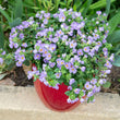 Load image into Gallery viewer, SUTERA BLUE FLOWERBURST [SZ:14CM POT]
