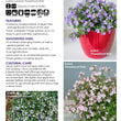 Load image into Gallery viewer, SUTERA BLUE FLOWERBURST [SZ:14CM POT]

