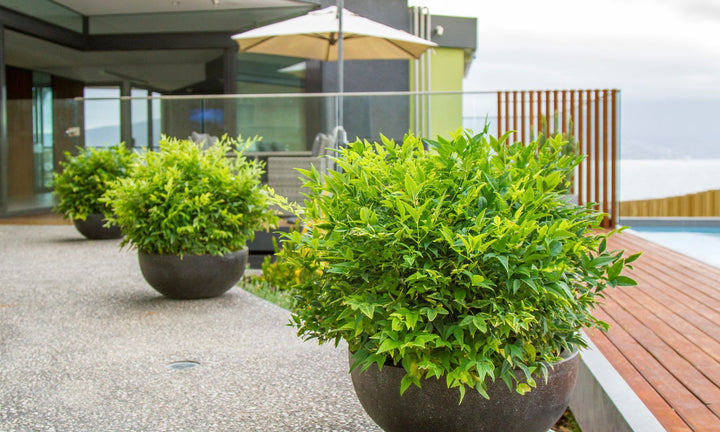 NANDINA MAGICAL LEMON N LIME [SZ:14CM POT]