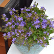 Load image into Gallery viewer, CAMPANULA BLUE WATERFALL [SZ:14CM POT]
