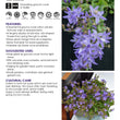 Load image into Gallery viewer, CAMPANULA BLUE WATERFALL [SZ:14CM POT]
