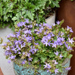 Load image into Gallery viewer, CAMPANULA BLUE WATERFALL [SZ:14CM POT]
