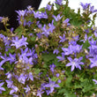 Load image into Gallery viewer, CAMPANULA BLUE WATERFALL [SZ:14CM POT]
