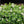 Load image into Gallery viewer, ESCALLONIA HEDGE WITH AN EDGE WHITE [SZ:14CM POT]
