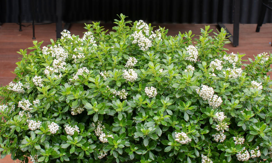 ESCALLONIA HEDGE WITH AN EDGE WHITE [SZ:14CM POT]