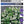 Load image into Gallery viewer, ESCALLONIA HEDGE WITH AN EDGE WHITE [SZ:14CM POT]
