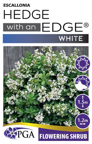 ESCALLONIA HEDGE WITH AN EDGE WHITE [SZ:14CM POT]