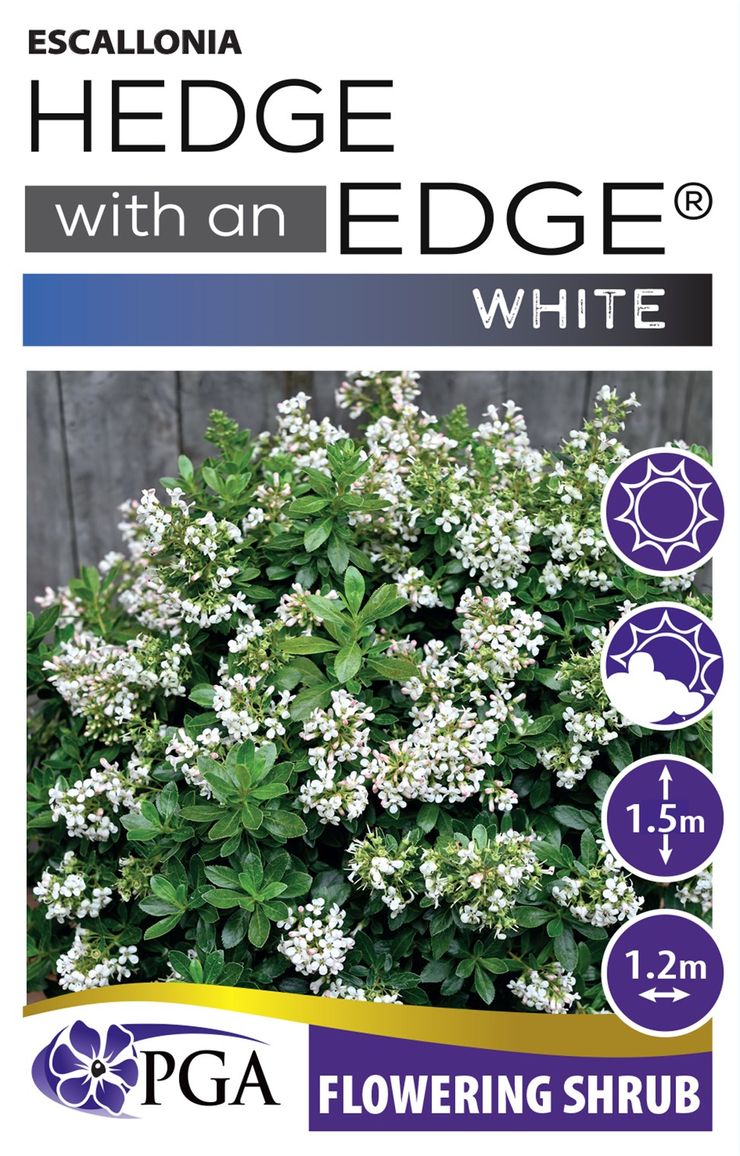 ESCALLONIA HEDGE WITH AN EDGE WHITE [SZ:14CM POT]