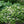 Load image into Gallery viewer, ESCALLONIA HEDGE WITH AN EDGE WHITE [SZ:14CM POT]
