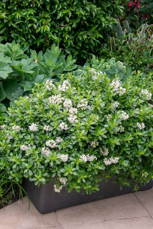 ESCALLONIA HEDGE WITH AN EDGE WHITE [SZ:14CM POT]