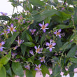 Load image into Gallery viewer, TRICYRTIS MAUVE SHOOTING STARS GARDEN ORCHID [SZ:14CM POT]
