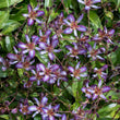 Load image into Gallery viewer, TRICYRTIS MAUVE SHOOTING STARS GARDEN ORCHID [SZ:14CM POT]
